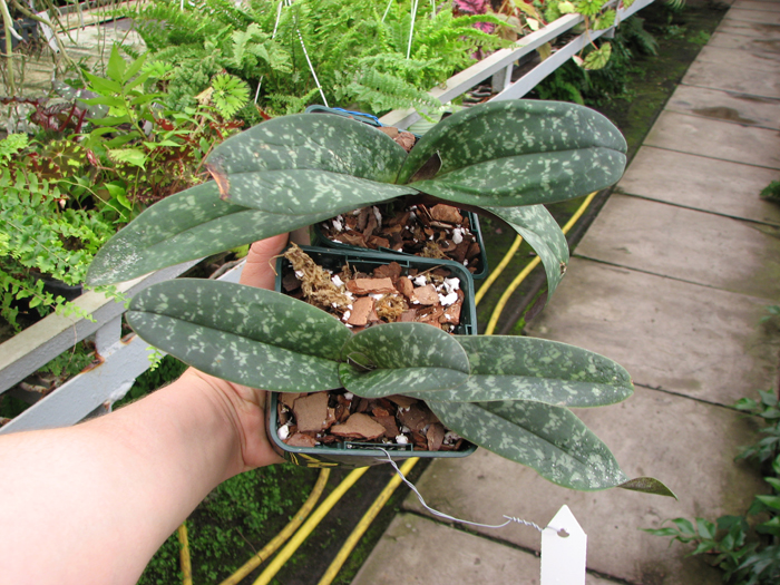 Paphiopedilum bellatulum.JPG