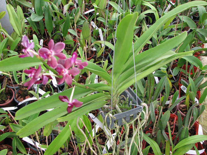 Rhynchovanda Sri Siam x Rhynchostylis gigantea red.jpg
