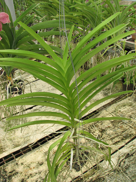 Vanda Mimi Palmer Fragrance.jpg