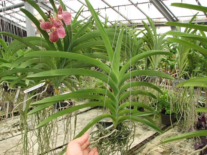 Vanda Kultana Ruby x Vanda Mimi Palmer.jpg