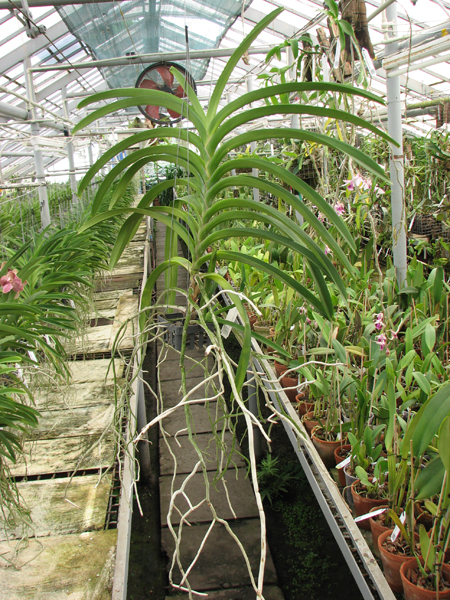 Vanda Rasri Gold x Vanda tessellata.jpg