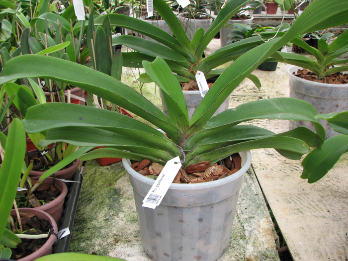 Rhynchostylis gigantea red.jpg