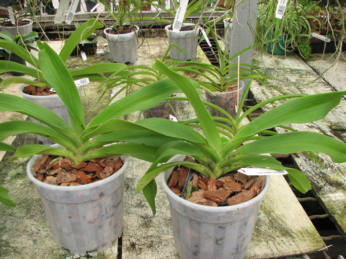 Rhynchostylis gigantea white.jpg