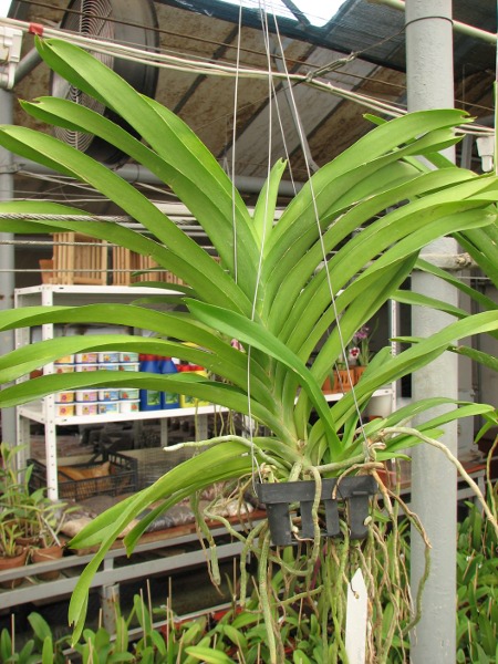 Vanda Apec Blue.JPG
