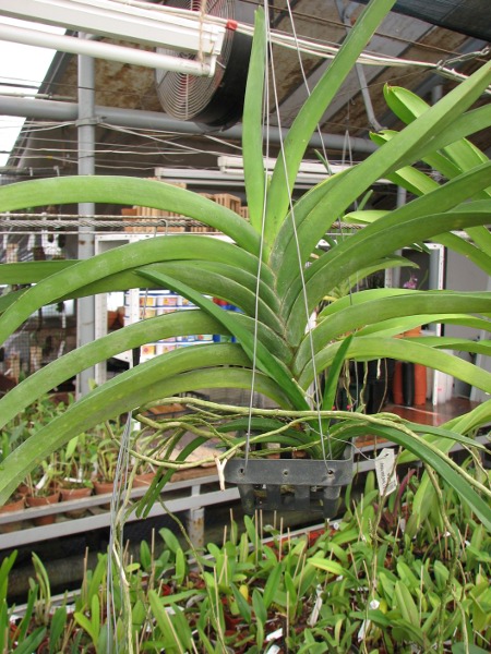 Vanda Darres Golden Heritage x Rasri Gold.JPG