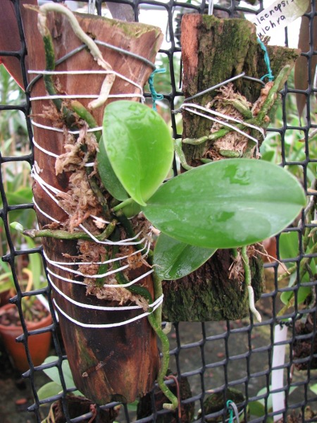 Phalaenopsis pulchra.JPG