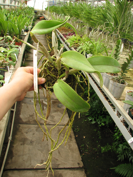 Cattleya walkeriana.jpg