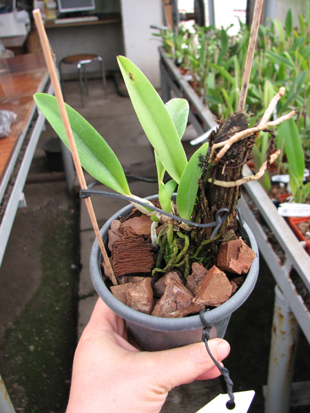 Laelia jongheana.jpg
