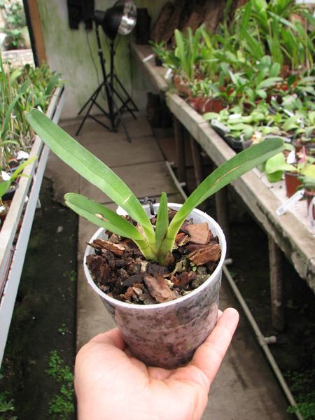 Angraecum magdalenae.jpg
