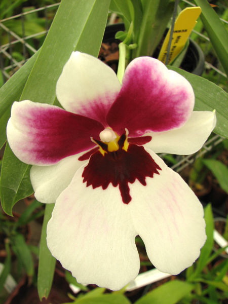 Miltoniopsis Robert Jackson 'Wild Thing'.jpg