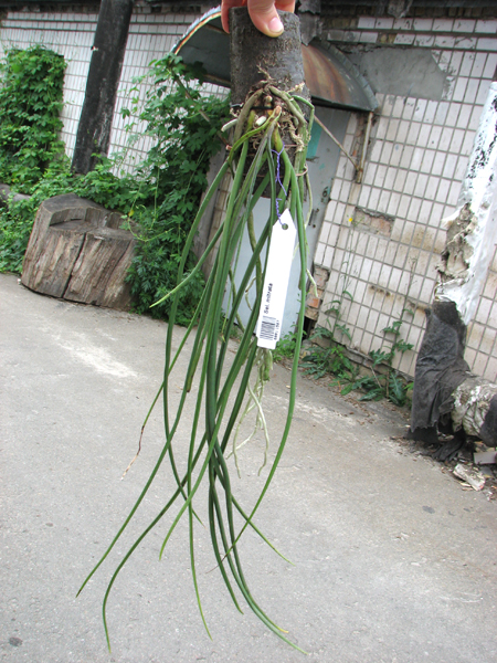 Seidenfadenia mitrata.jpg