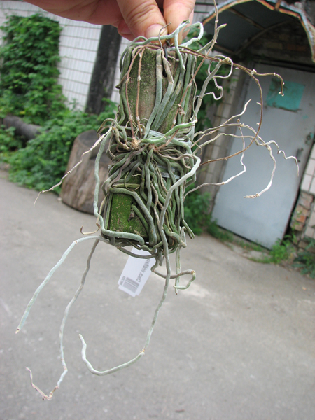 Chiloschista viridiflava.jpg