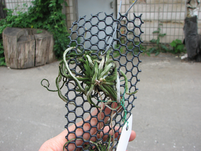 Chilochista usnoides.jpg