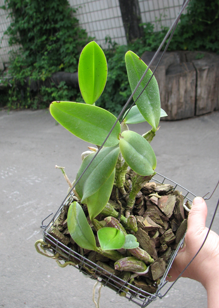 Cattleya walkeriana.jpg