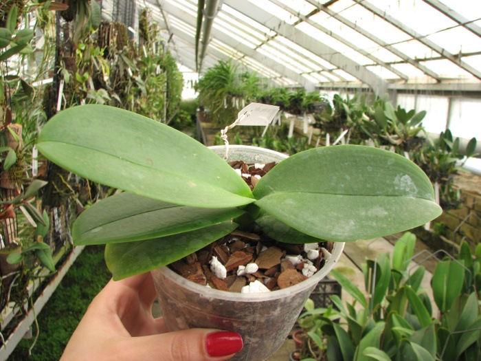 Doritaenopsis Shining Leopard.JPG