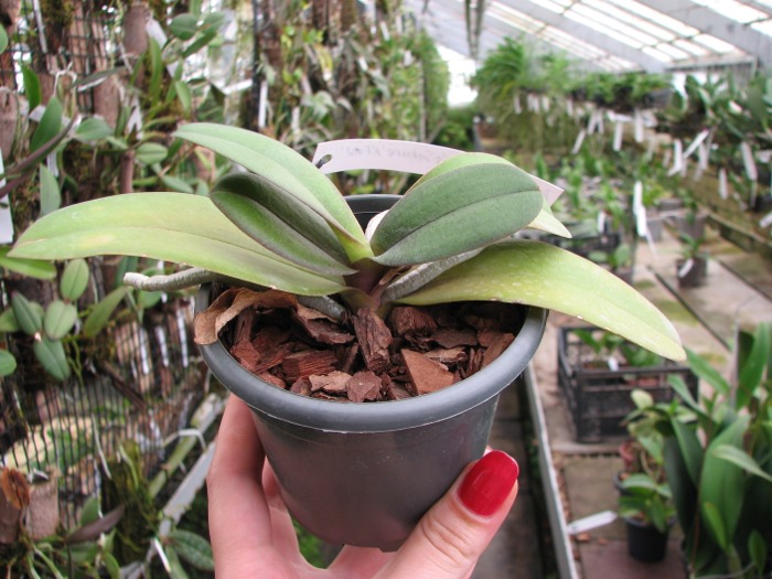 Doritaenopsis Lius Sakura.JPG