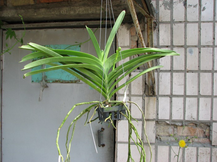 Vanda Keeree Sapphire x Vanda Chaiya.JPG