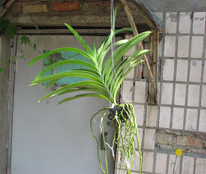 Vanda Fuchs Delight 'Blue Black'.JPG