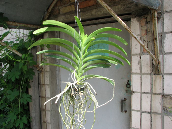 Vanda Khao Yai Blue.JPG