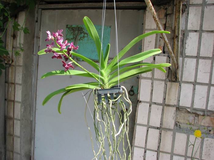 Rhynchovanda Sri Siam x Rhynchostylis gigantea, red.JPG