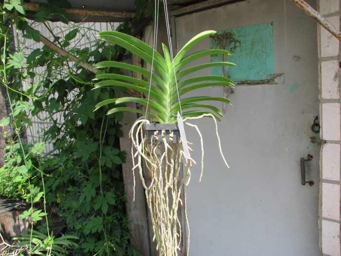 Vanda Pak Chong Blue.JPG