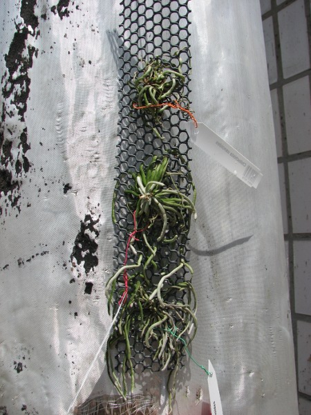 Chilochista usnoides.JPG