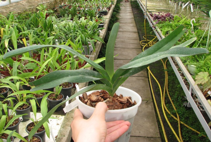 Angraecum sesquipedale.JPG