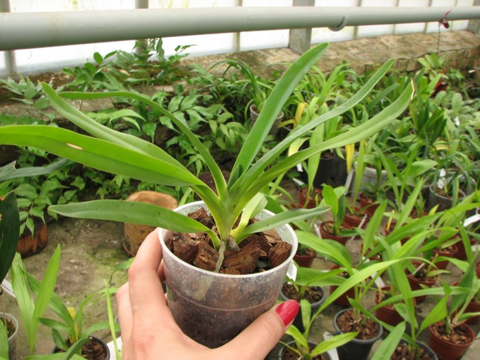 Angraecum sesquipedale.JPG