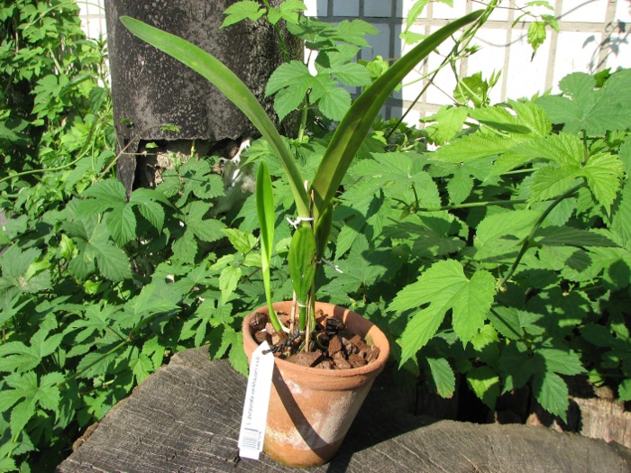 Laelia purpurata werkhauseri x sib.JPG