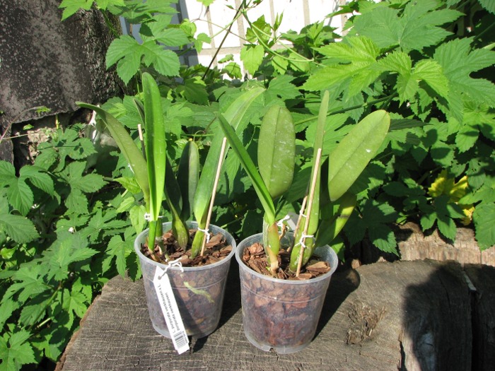 Laelia purpurata werkhauseri x Laelia purpurata werkhauseri.JPG