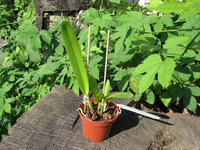 Laelia purpurata 'Werkhauseri' x Laelia purpurata werkhauseri striata.JPG