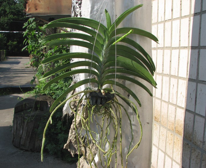 Vanda Thananchai x Vanda Patcharee Delight.JPG
