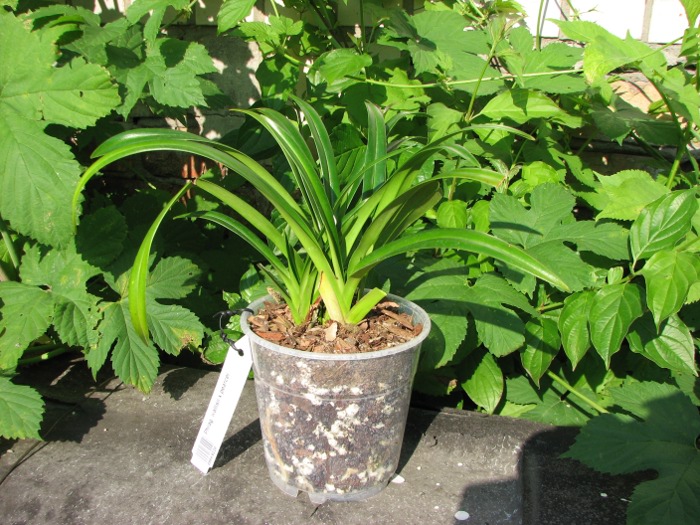 Phragmipedium wallisii x pearcei.JPG