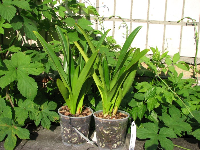 Phragmipedium caudatum.JPG