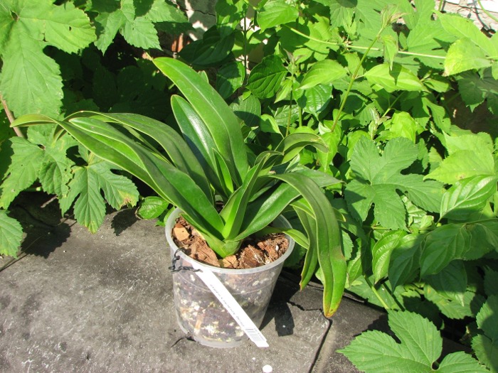 Phragmipedium kovachii x wallisii.JPG