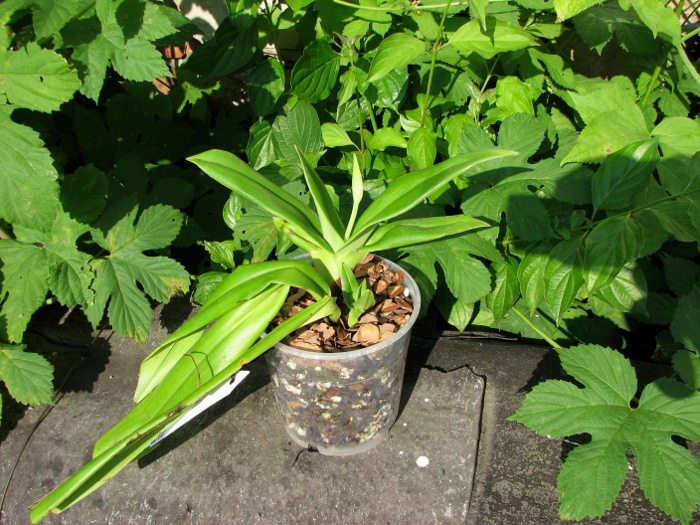 Phragmipedium besseae.JPG