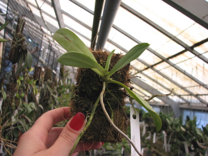 Aerangis articulata.JPG