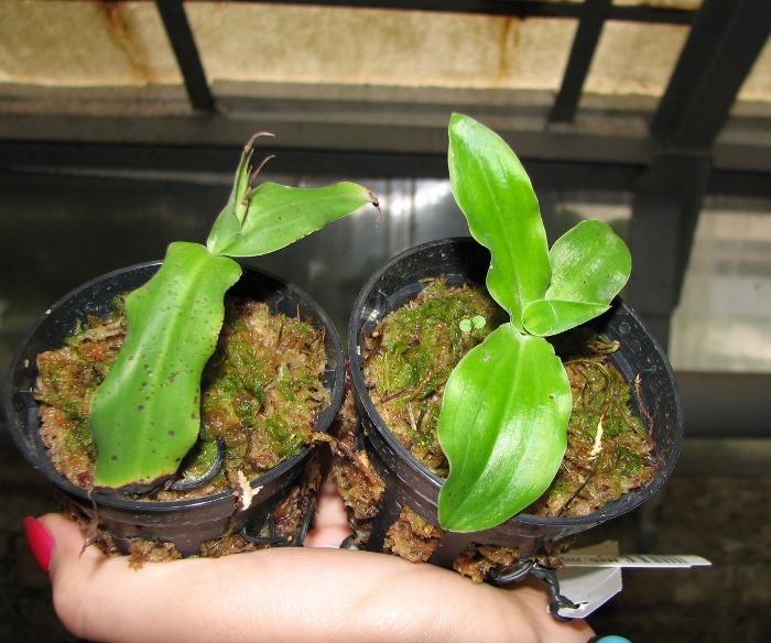 Habenaria myriotricha.JPG