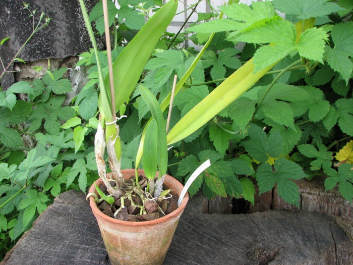Laelia Pulcherrima coerulea (L. lobata coerulea x L. purpurata werkhauseri).JPG