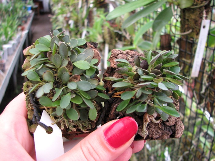Pleurothallis grobyi.JPG