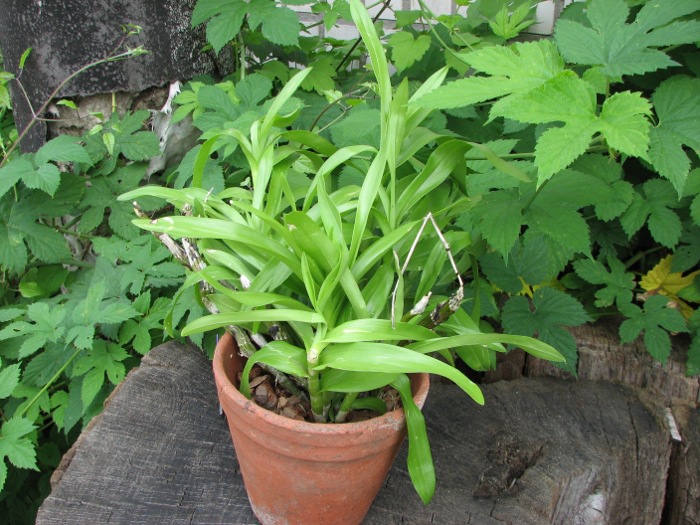 Dendrobium albosanguineum.JPG