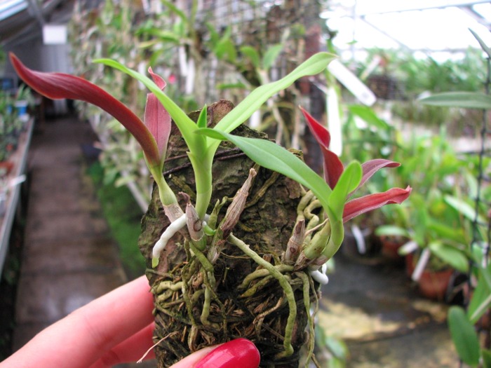 Barkeria naevosa x Barkeria halbingerii.JPG