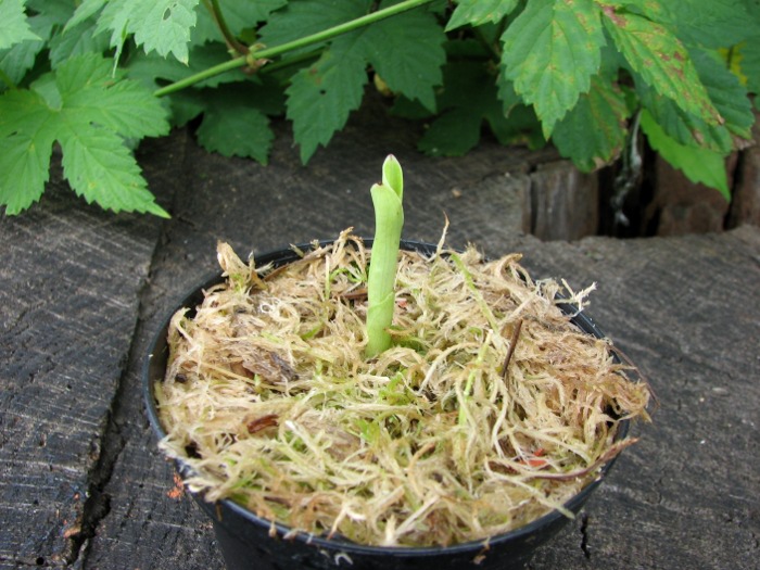 Habenaria radiata.JPG