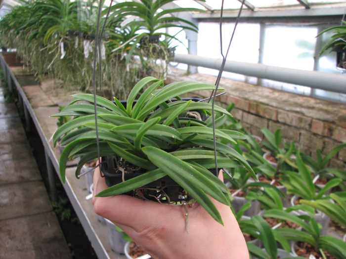 Neofinetia falcata.JPG