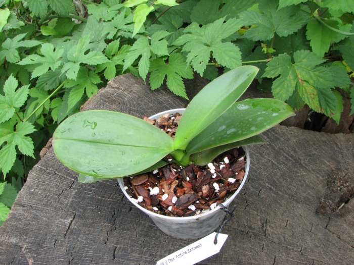 Doritaenopsis Fortune Saltzman.JPG