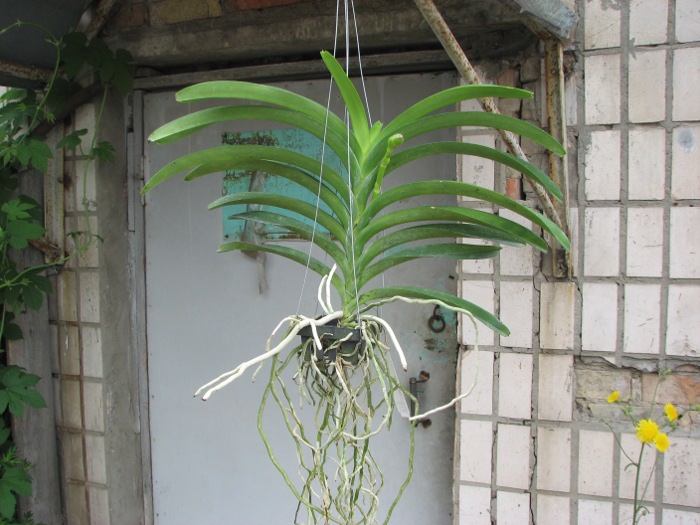 Vanda Khao Yai Blue.JPG
