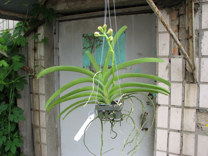 Vanda Sumon Spot x Vanda Chaya Orange.JPG