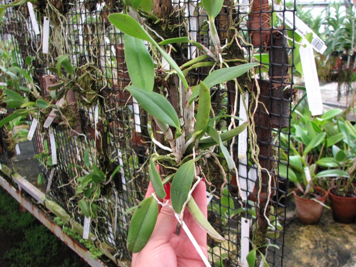 Laelia alaori suave 'Binot' x Cattleya luteola 'Big Star'.JPG