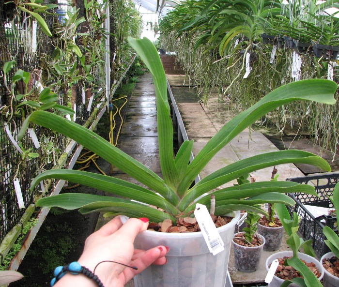 Rhynchostylis gigantea red.JPG
