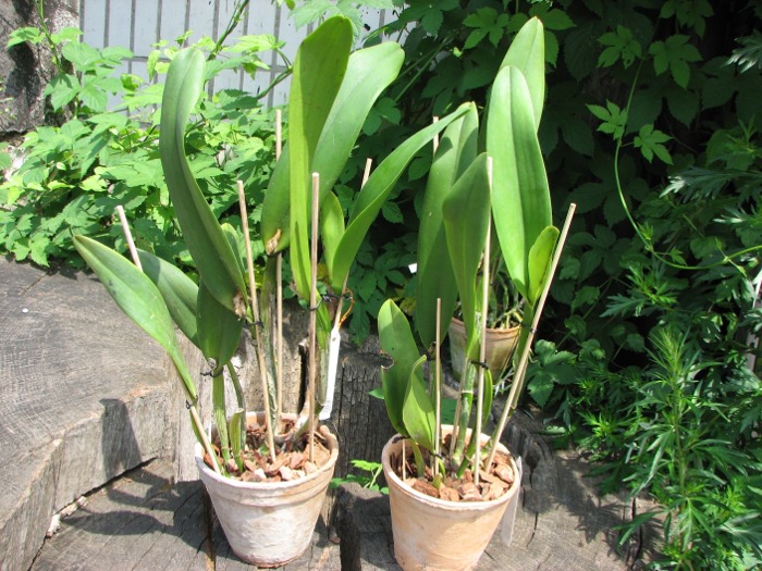 Brassocattleya Marasri.JPG